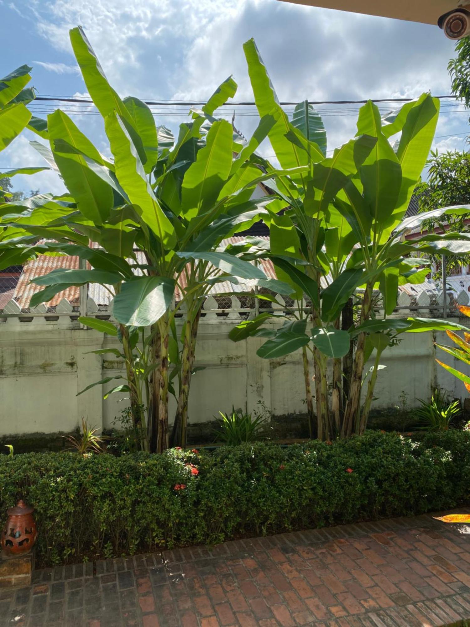 Luang Prabang Residence & Travel Exteriör bild